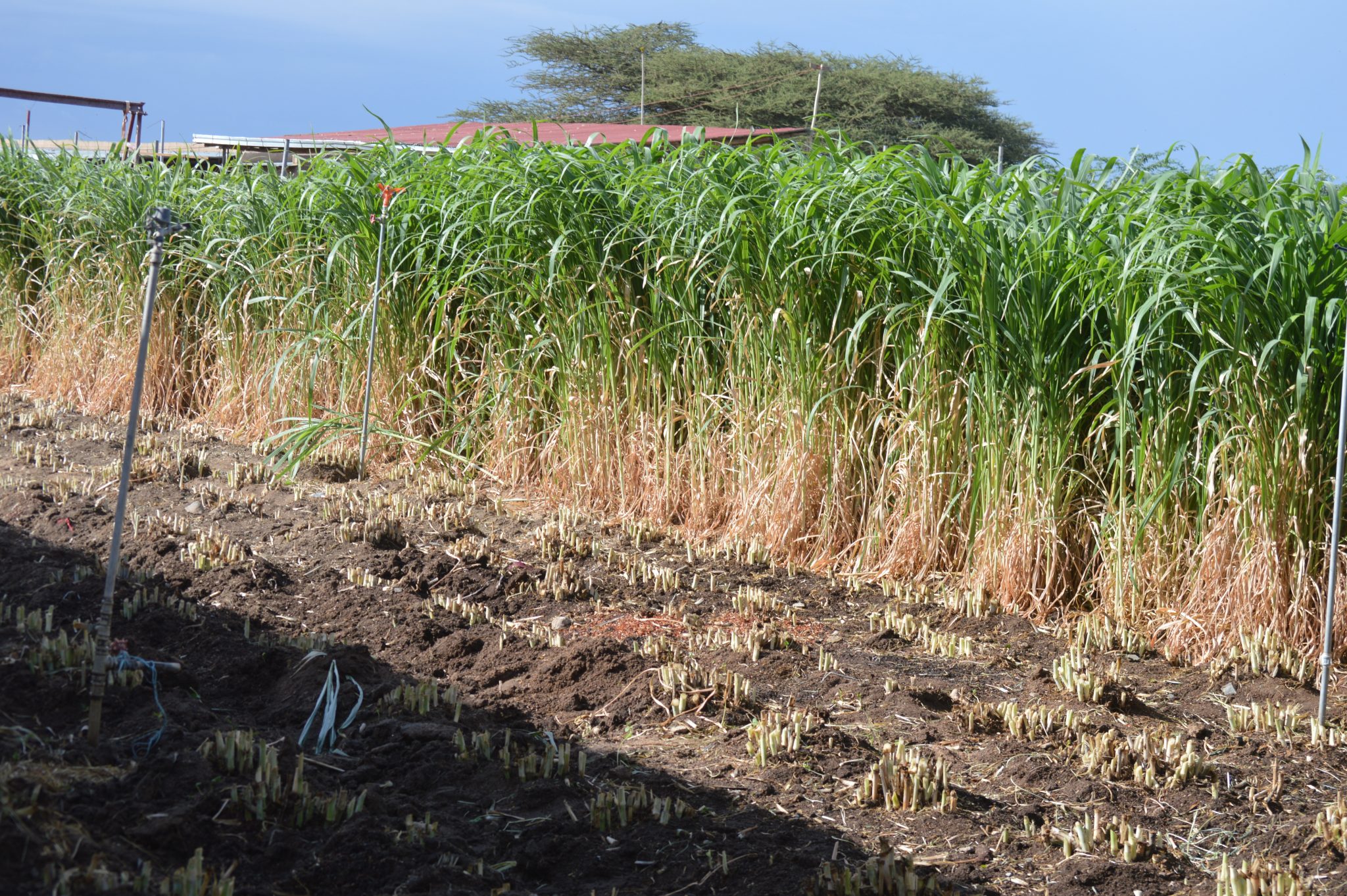 Photo Gallery in Oromia Region